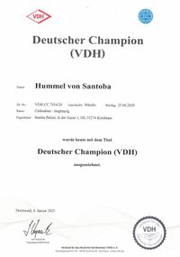 VDH Champion Hummel